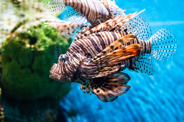 Lionfishes in sea life with coral reef blue water