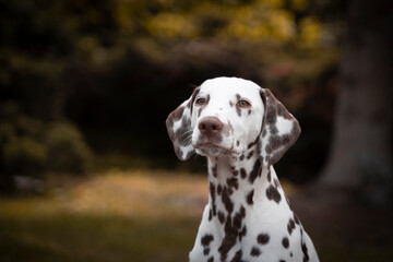 Brown Dalmatian dog puppy portrait