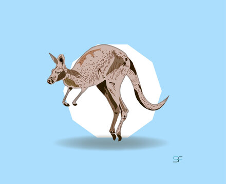 kangaroo Illustration vector, cartoon wild animal from Australia