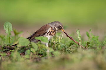 Thrush fieldfare pulls out a worm for feeding