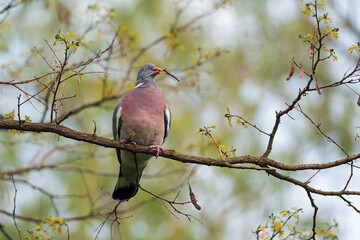 Wood pigeon
