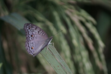 close-up view of butterfly on rice paddy leaf, with copy space