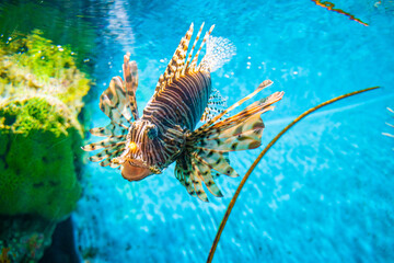 Lionfishes in sea life with coral reef blue water