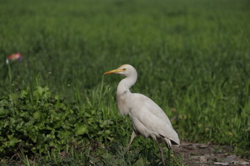 A beautiful cattle egret bird on field.