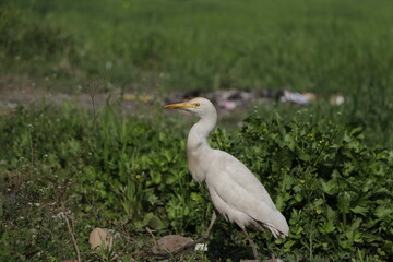 A beautiful cattle egret bird on field.