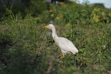 A beautiful cattle egret bird on field.