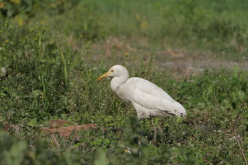 Obraz premium A beautiful cattle egret bird on field.