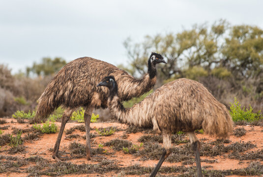 Two emu (Dromaius novaehollandiae) in the dry outback landscape of the Western Australia. Walking by each other