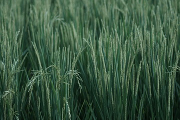 Obraz premium close-up view of rice paddy in the ricefield