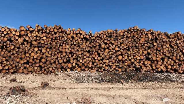 Pila de troncos talados y cortados en un monte para la industria maderera