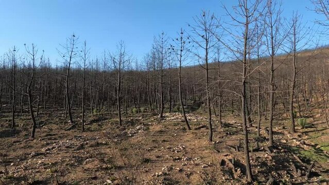 Vista de &aacute;rboles j&oacute;venes pino quemados tras un incendio forestal en la sierra de la culebra, Espa&ntilde;a