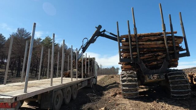 Carga en monte de cami&oacute;n por veh&iacute;culo industrial con troncos de &aacute;rboles cortados y talados para la industria maderera