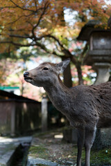 Nara Park in Autumn in Japan