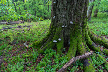 Nature reserve, trunk with moss and mushrooms