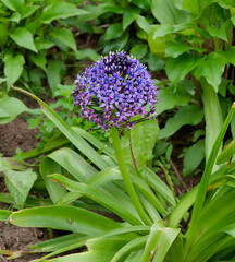 Scilla peruviana called Portuguese squill. Ornamental plant, stems with dense clusters of starry blue flowers and basal lance-shaped dark green leaves leaves
