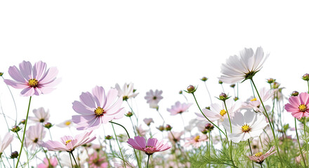 AI generative.  Cosmos flowers are bloom on  white