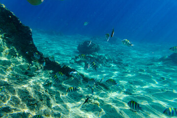 Colonies of the corals and Abudefduf fishes at coral reef in Red sea
