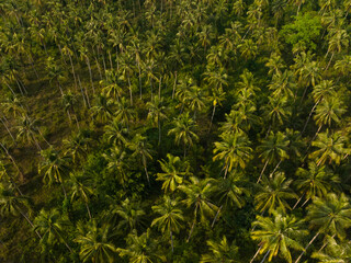 Aerial drone view of beautiful Palm trees jungle. Kood island, Thailand.