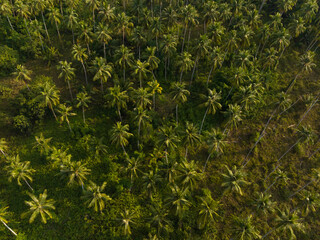 Aerial drone view of beautiful Palm trees jungle. Kood island, Thailand.