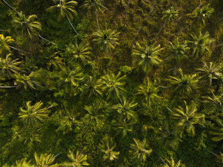 Aerial drone view of beautiful Palm trees jungle. Kood island, Thailand.