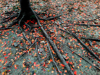 The red core of the summer red phoenix flower falls on the ground of the park. Fallen leaves in the forest. Summer may concept closeup. Symbol of graduation season in Taiwan.