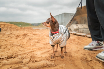 A beautiful pedigree toy terrier on a walk on a leash in cloudy weather.