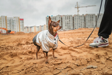 A beautiful pedigree toy terrier on a walk on a leash in cloudy weather.