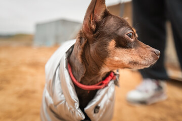 A beautiful pedigree toy terrier on a walk on a leash in cloudy weather.