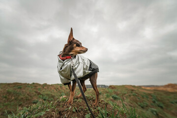 A beautiful pedigree toy terrier on a walk on a leash in cloudy weather.