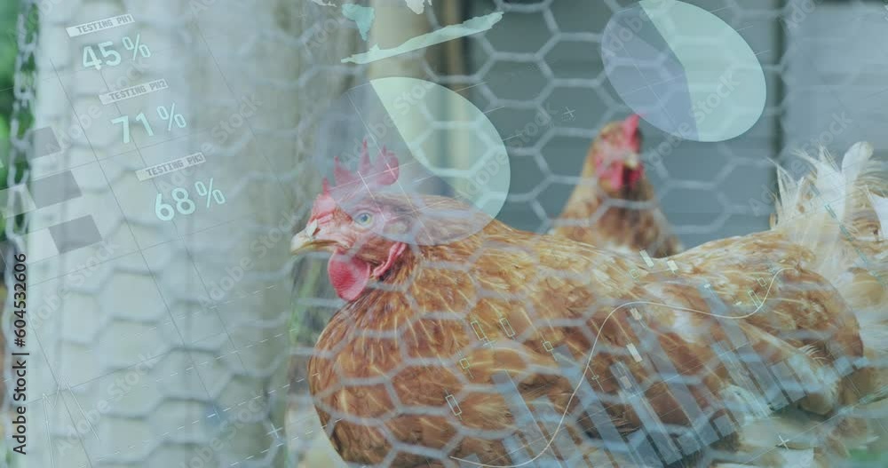 Poster animation of data processing over chickens on grass