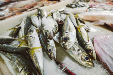 Pile of horse mackerel, fresh raw fish stacked for sale in the market. Raw fish at the fish market...