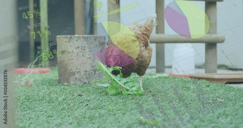 Poster animation of data processing over chicken on grass