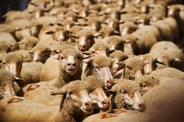 Sheeps though a city