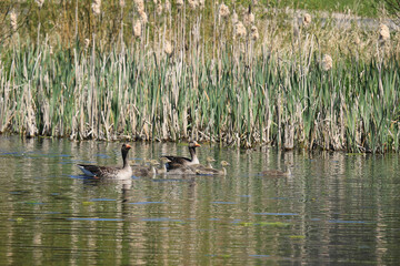 Graugänse mit ihren Gösseln auf einem Teich