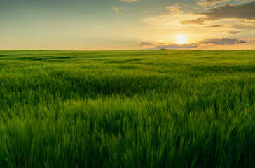 Fototapeta na wymiar Sunset over a large green barley field