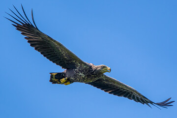 white tailed eagle