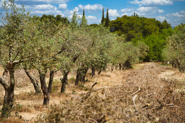 Fototapeta na wymiar Olive Trees, france, in a row, lined up, leafs, olive, green, brown, forest, field, sky