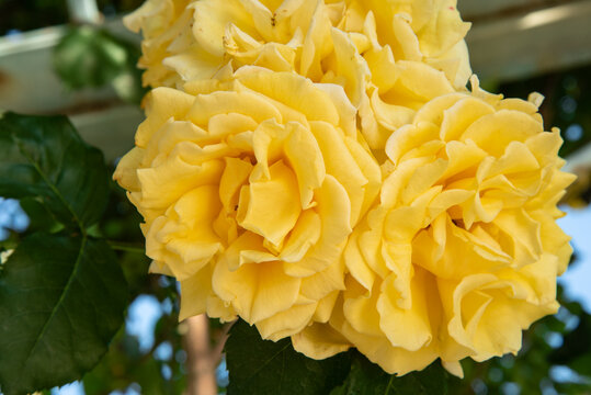 窮屈そうに咲く黄色い薔薇