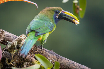 Close-up of an Emerald Toucan (Aulacorhynchus prasinus) perched on a branch with food in its beak in the wild in Costa Rica.