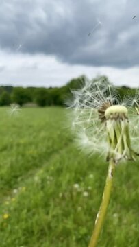 Dmuchawce, fruwające pyłki dmuchawca w zwolnionym tempie