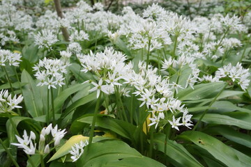 isar garlic close