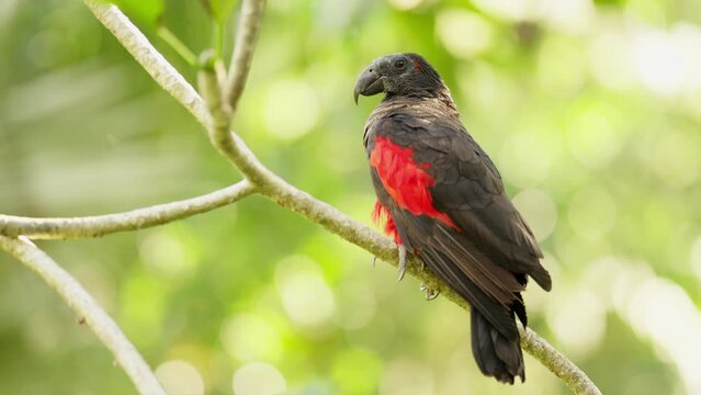 Pesquet's parrot, an endemic bird from new guinea, vulnerable species, asia