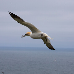 Fototapeta na wymiar gannet in flight