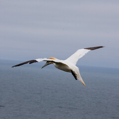 Fototapeta na wymiar gannet in flight
