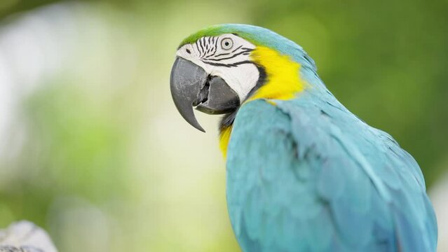 Blue-and-yellow macaw close portrait, south american parrot, exotic bird