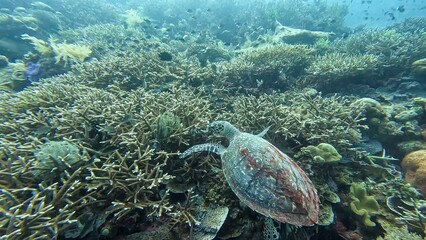 Fototapeta na wymiar Underwater view of hawksbill sea turtle in natural habitat on coral reef in coral triangle of Indo-Pacific ocean of Timor-Leste, Southeast Asia