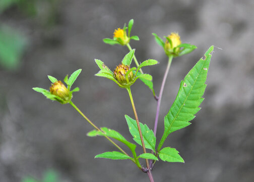 In nature, the grass grows bidens frondosa