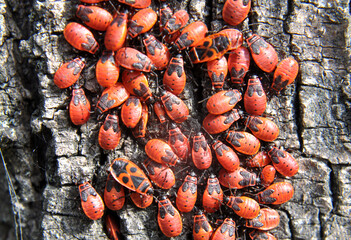 Colony of beetles Pyrrhocoris apterus on a tree trunk