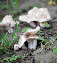 One of the first spring edible mushrooms is Calocybe gambosa