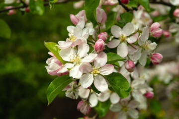 Spring blooming apple garden. Branch with blossoming apples. Spring flowering of trees
